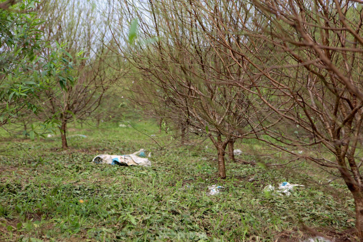 Muc so thi nghe hai ra tien dip Tet-Hinh-15