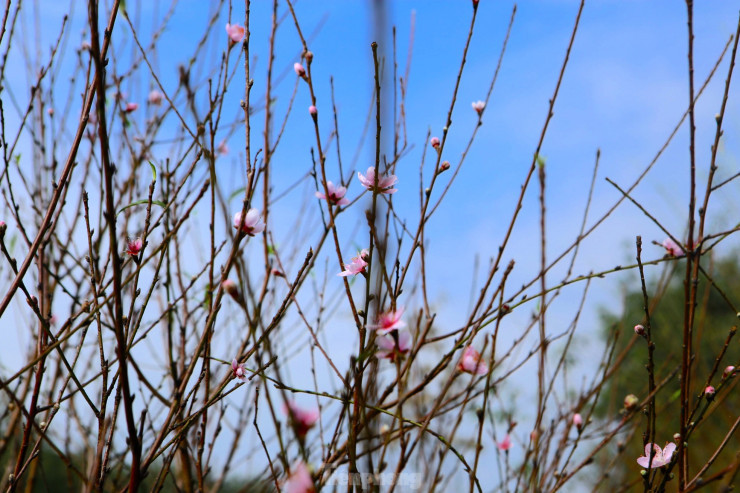 Muc so thi nghe hai ra tien dip Tet-Hinh-5