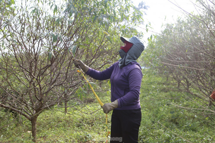 Muc so thi nghe hai ra tien dip Tet-Hinh-4