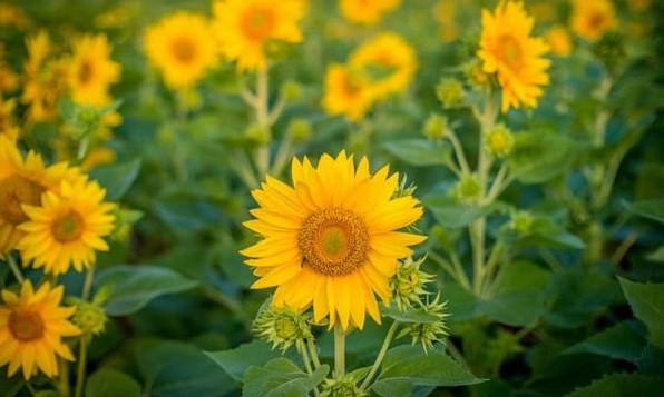 3 con giáp nhanh nhẹn, linh hoạt, tháng 5 đếm tiền mỏi tay - Hình 2 3 con giap nhanh nhen, linh hoat, thang 5 dem tien moi tay-Hinh-2