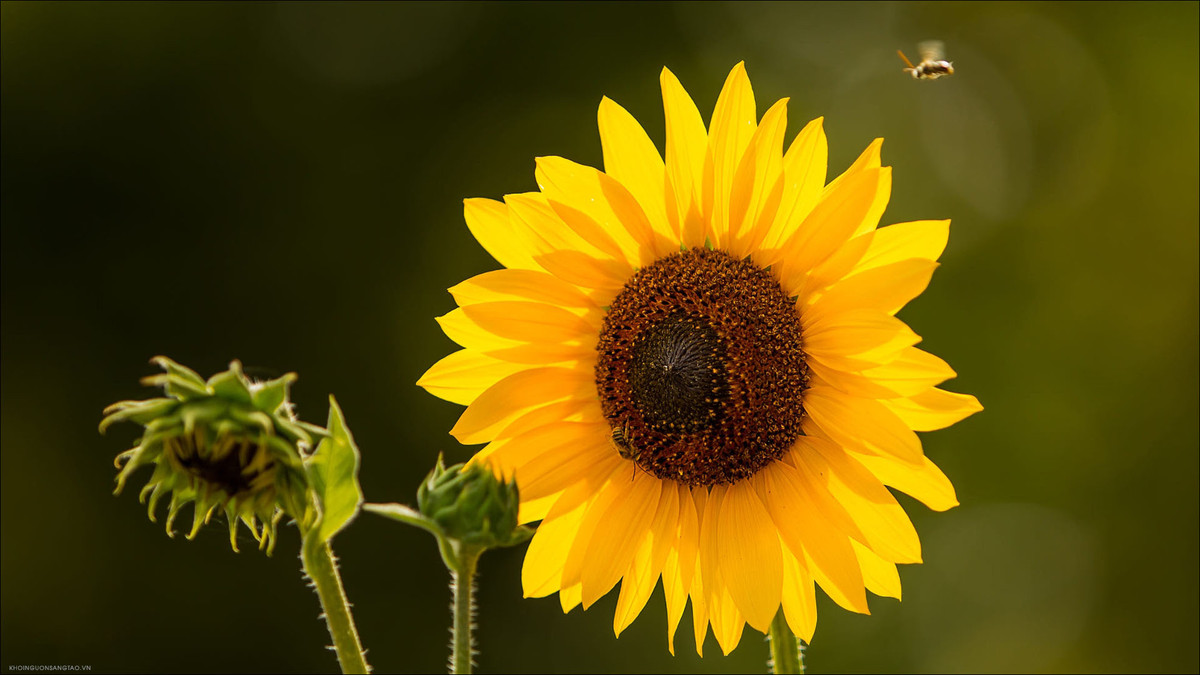 3 con giáp nhanh nhẹn, linh hoạt, tháng 5 đếm tiền mỏi tay - Hình 3 3 con giap nhanh nhen, linh hoat, thang 5 dem tien moi tay-Hinh-3