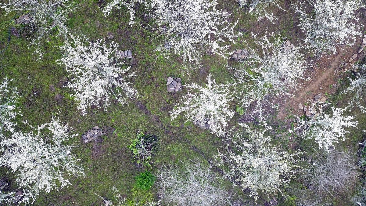 Lac buoc giua vuon hoa le dep o Na Hang, Tuyen Quang
