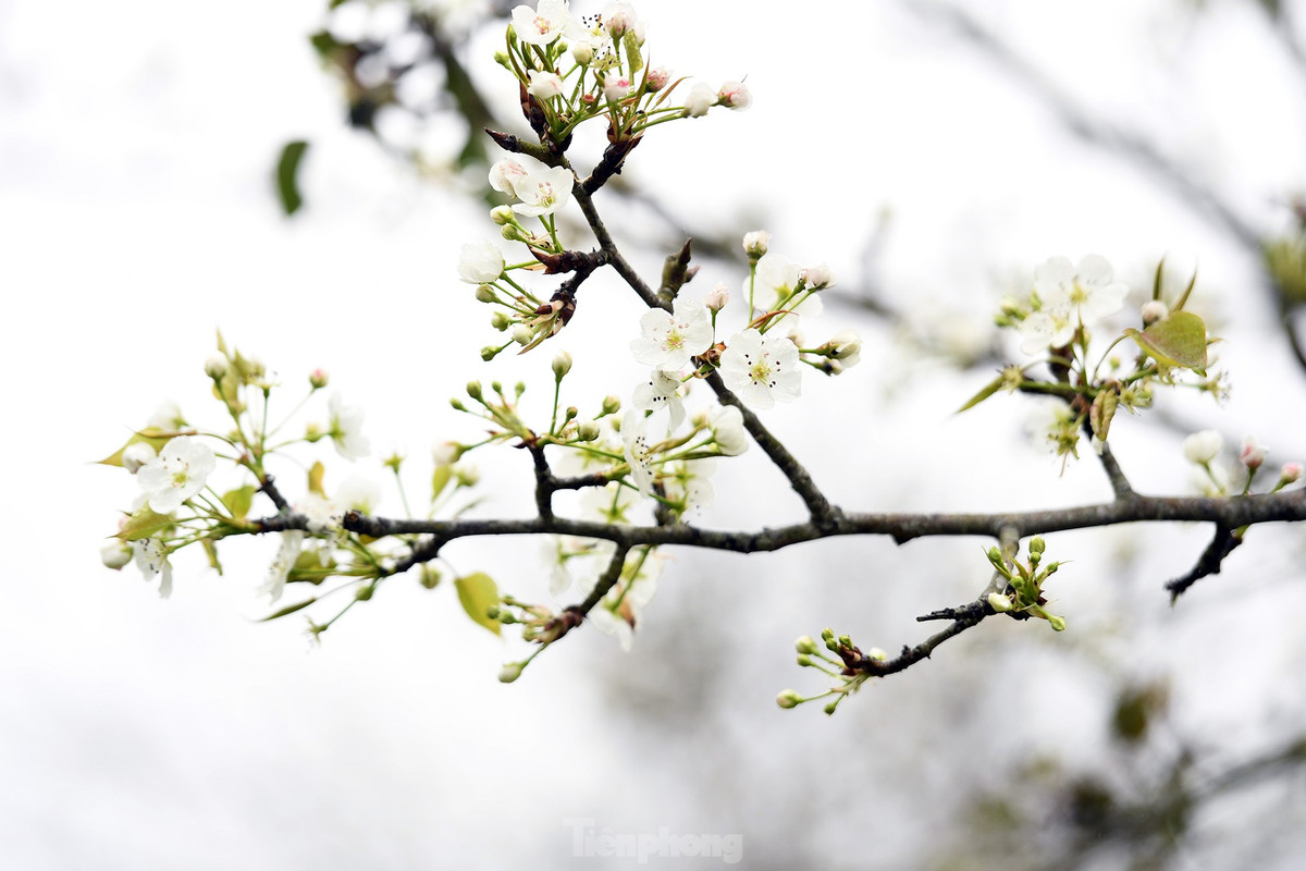 Lac buoc giua vuon hoa le dep o Na Hang, Tuyen Quang-Hinh-12