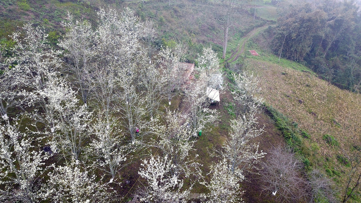 Lac buoc giua vuon hoa le dep o Na Hang, Tuyen Quang-Hinh-6