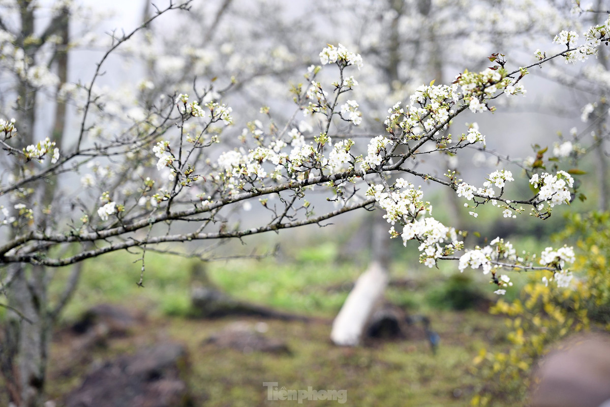 Lac buoc giua vuon hoa le dep o Na Hang, Tuyen Quang-Hinh-7