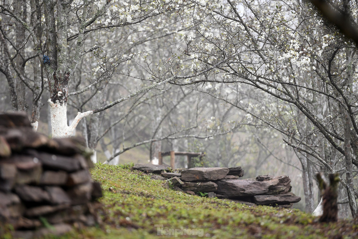 Lac buoc giua vuon hoa le dep o Na Hang, Tuyen Quang-Hinh-15