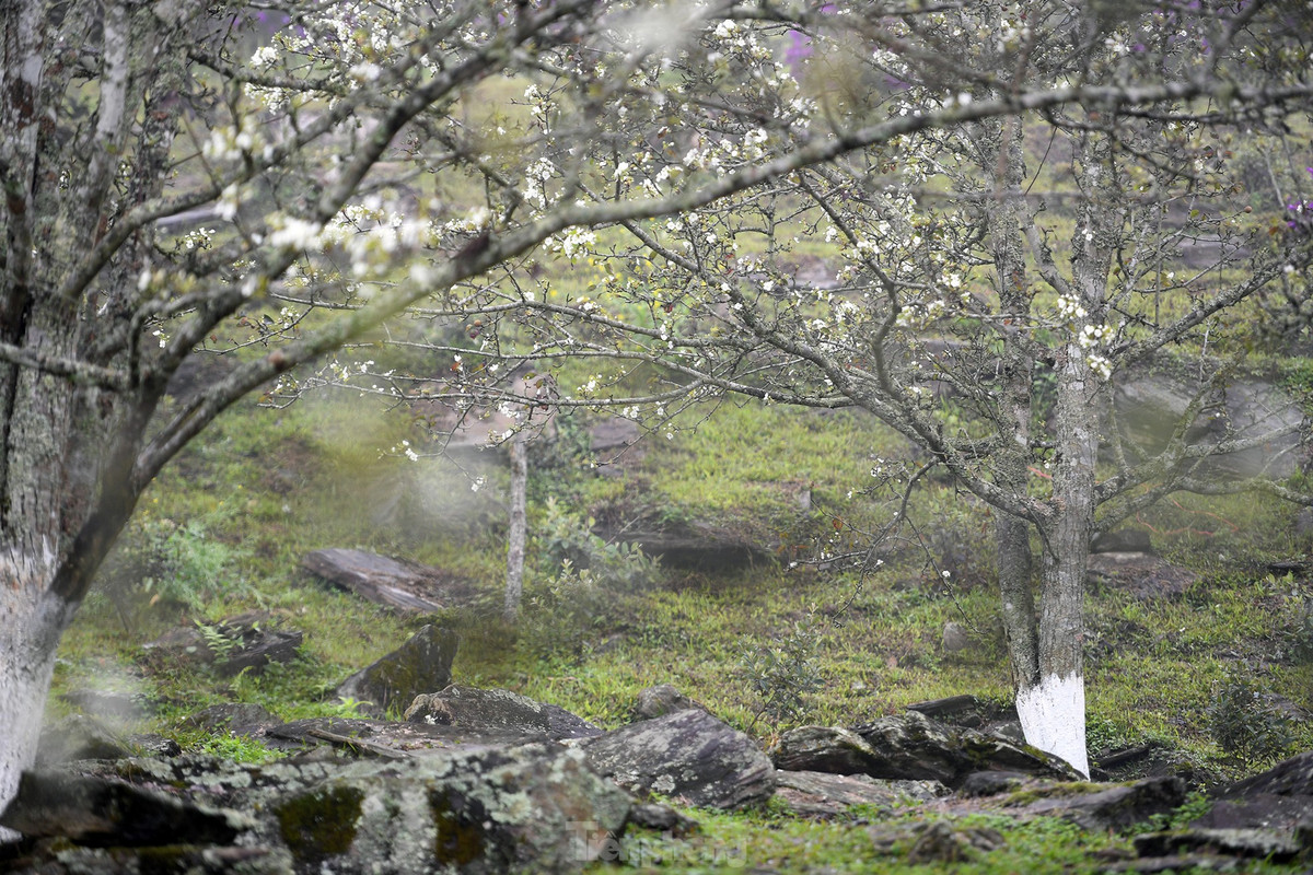 Lac buoc giua vuon hoa le dep o Na Hang, Tuyen Quang-Hinh-14
