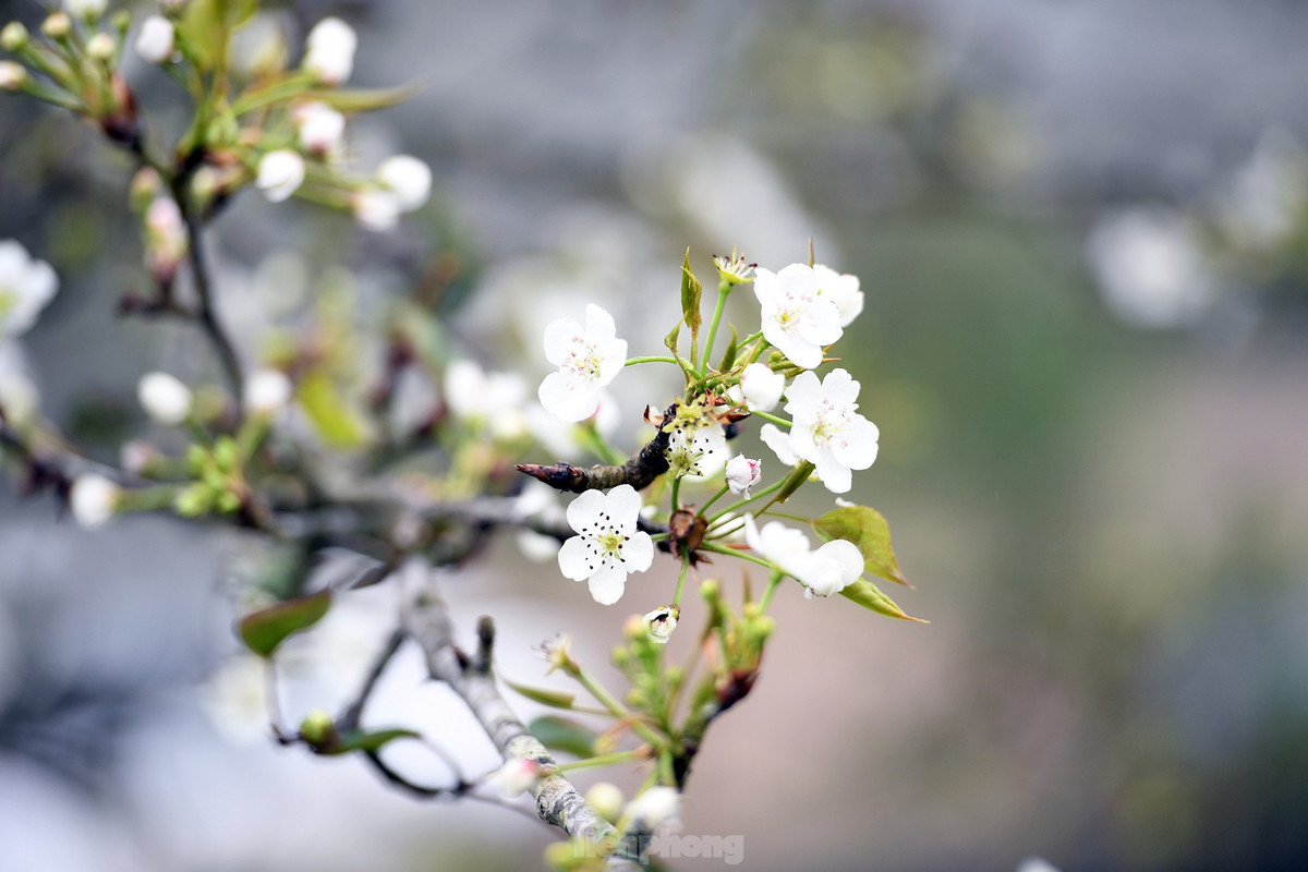 Lac buoc giua vuon hoa le dep o Na Hang, Tuyen Quang-Hinh-5