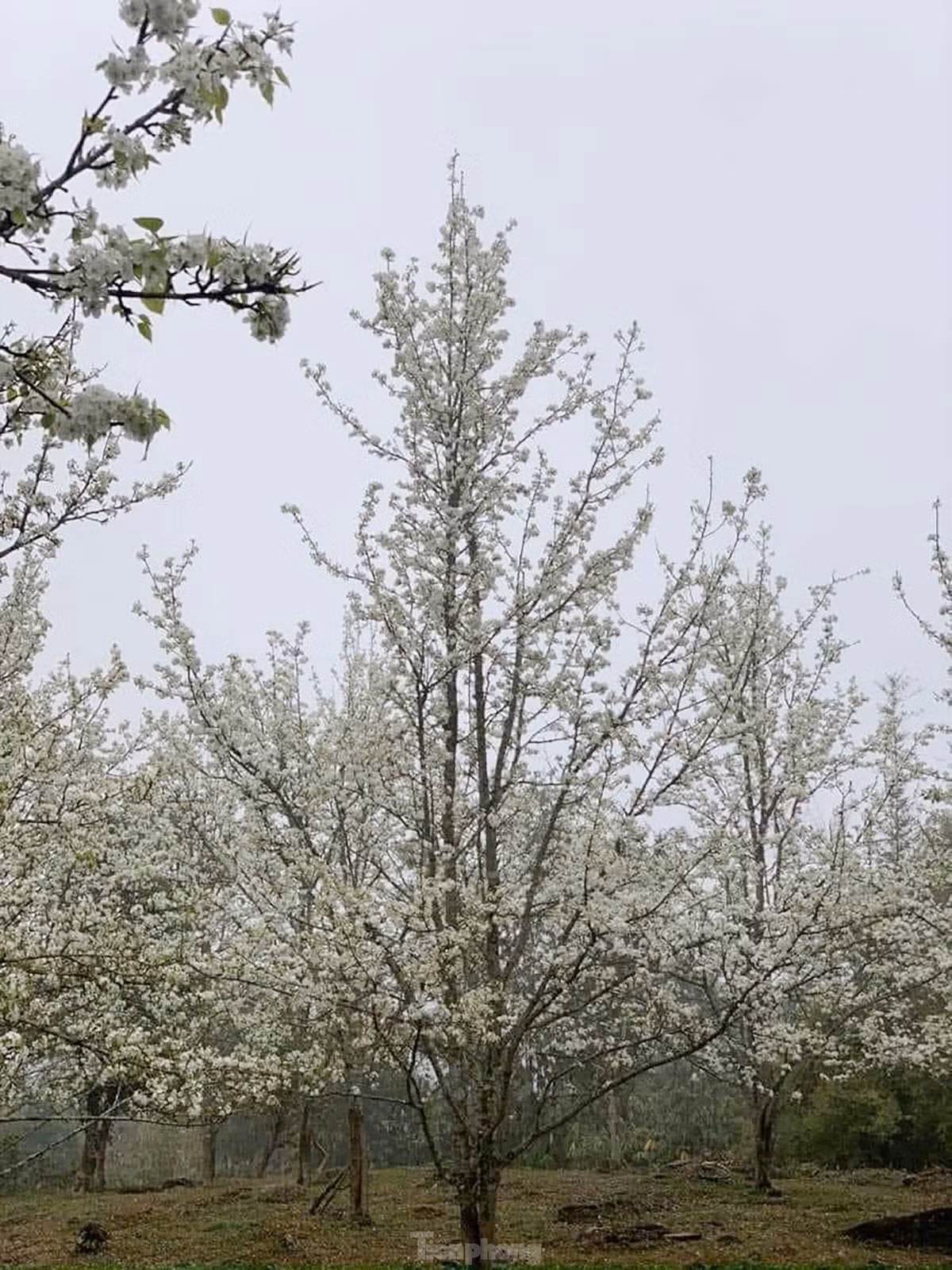 Lac buoc giua vuon hoa le dep o Na Hang, Tuyen Quang-Hinh-2