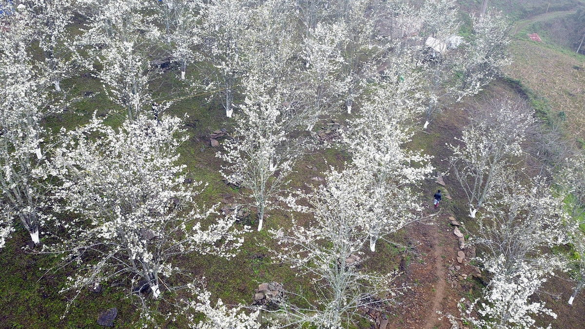 Lac buoc giua vuon hoa le dep o Na Hang, Tuyen Quang-Hinh-13