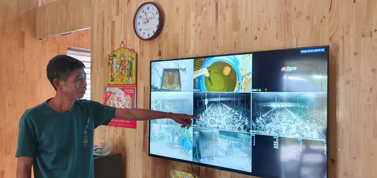 Nuôi gà tự động hóa, nông dân rủng rỉnh vài trăm triệu/lứa Nuoi ga tu dong hoa, nong dan rung rinh vai tram trieu/lua