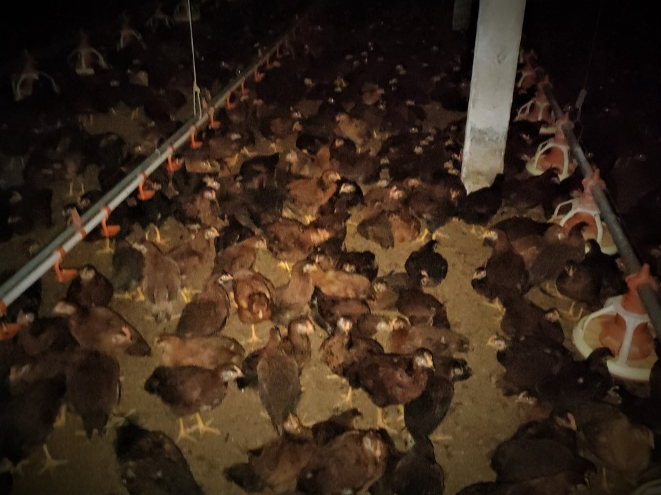 Nuôi gà tự động hóa, nông dân rủng rỉnh vài trăm triệu/lứa - Hình 2 Nuoi ga tu dong hoa, nong dan rung rinh vai tram trieu/lua-Hinh-2