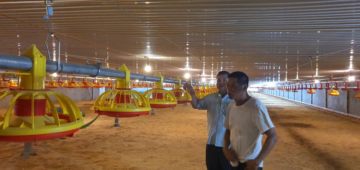 Nuôi gà tự động hóa, nông dân rủng rỉnh vài trăm triệu/lứa - Hình 3 Nuoi ga tu dong hoa, nong dan rung rinh vai tram trieu/lua-Hinh-3