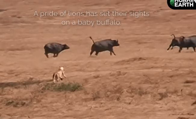 Video: Bi dan su tu bao vay, me con trau rung van thoat chet