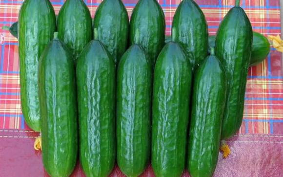 Ban da biet ten va cach phan biet 10 loai dua chuot?-Hinh-8