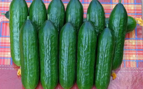 Ban da biet ten va cach phan biet 10 loai dua chuot?-Hinh-8