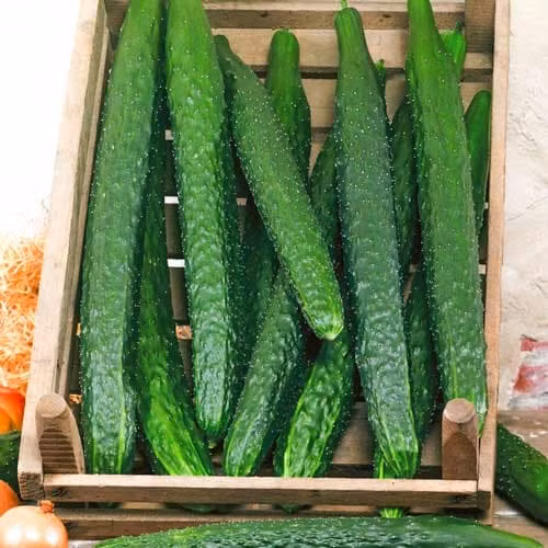 Ban da biet ten va cach phan biet 10 loai dua chuot?-Hinh-3