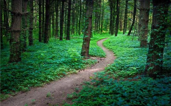 Trac nghiem tam ly: Bon con duong, ban muon di theo con duong nao?-Hinh-2