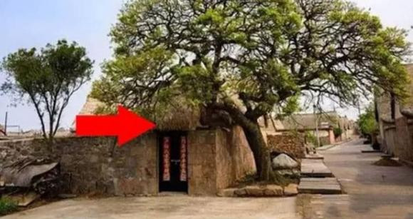 7 kieu cay canh cang xanh tot gia chu cang hao tai ton cua-Hinh-3