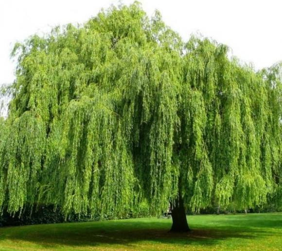 7 kieu cay canh cang xanh tot gia chu cang hao tai ton cua