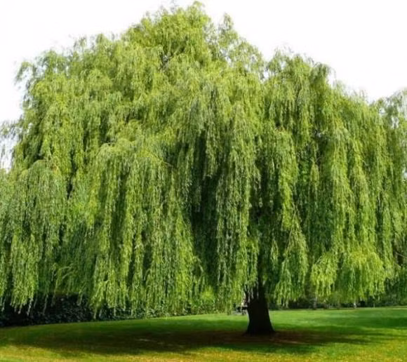 7 kieu cay canh cang xanh tot gia chu cang hao tai ton cua