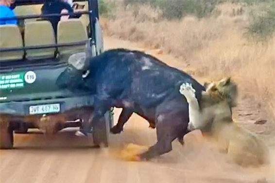 Trau rung nho su giup do cua nguoi de thoat khoi su tu