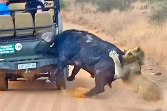 Trau rung nho su giup do cua nguoi de thoat khoi su tu