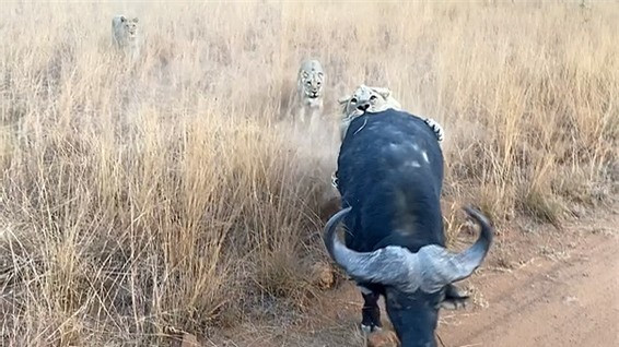 Trau rung nho su giup do cua nguoi de thoat khoi su tu-Hinh-4