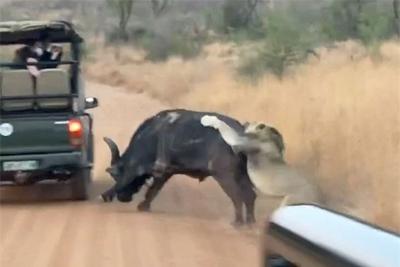 Trau rung nho su giup do cua nguoi de thoat khoi su tu-Hinh-7