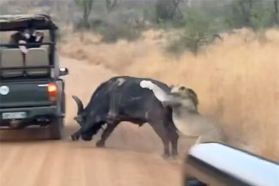 Trau rung nho su giup do cua nguoi de thoat khoi su tu-Hinh-7