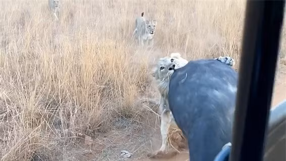 Trau rung nho su giup do cua nguoi de thoat khoi su tu-Hinh-5