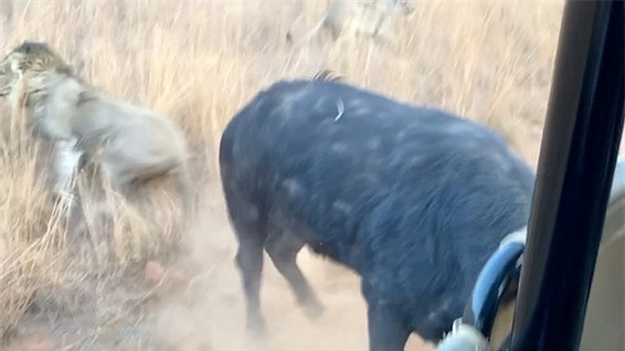 Trau rung nho su giup do cua nguoi de thoat khoi su tu-Hinh-6