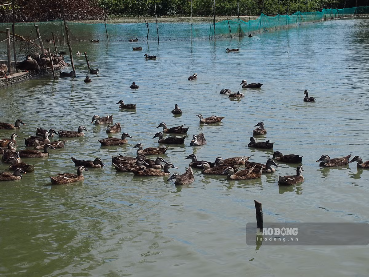 Nuoi thu vit bay nhu chim hoang da, cham nhan, ban la dat hang-Hinh-3