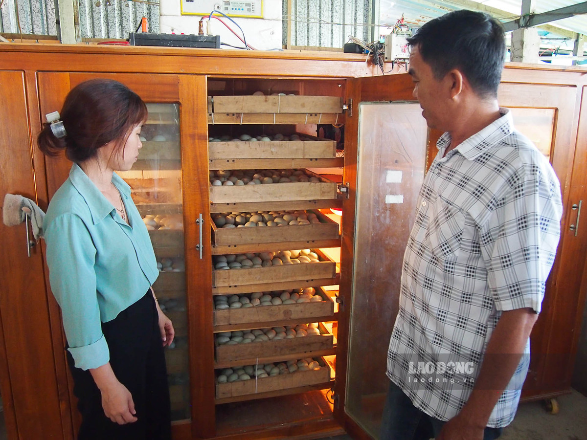 Nuoi thu vit bay nhu chim hoang da, cham nhan, ban la dat hang-Hinh-4