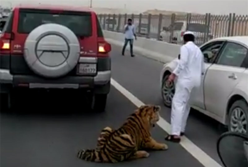 Clip: Đại gia Qatar “đau đầu” khi hổ dữ làm nũng ảnh 1 Clip: Đại gia Qatar “đau đầu” khi hổ dữ làm nũng ảnh 1
