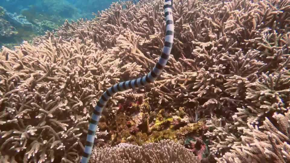 Video: Thợ lặn bơi gần một trong những loài rắn biển độc nhất Video: Tho lan boi gan mot trong nhung loai ran bien doc nhat