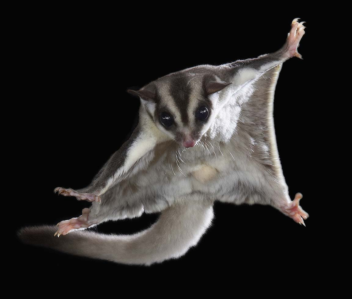 5 loai vat co kha nang bay luon cu khoi du khong phai chim-Hinh-4