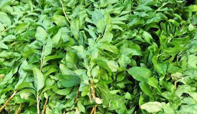 Loai rau dai it nguoi an lai la vi thuoc quy tot cho gan-Hinh-3