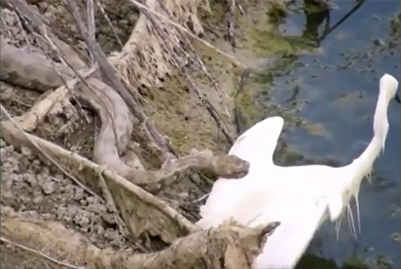 Video: Cò trắng ác chiến giành sự sống trước rắn “khủng” Video: Co trang ac chien gianh su song truoc ran “khung”