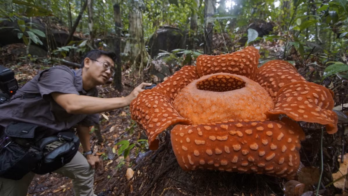 Loài hoa lớn nhất thế giới có tên là hoa xác chết với mùi hương khó chịu và kích thước khổng lồ. Khi nở hết, loài hoa này có thể rộng hơn 1 mét và nặng tới 9kg.