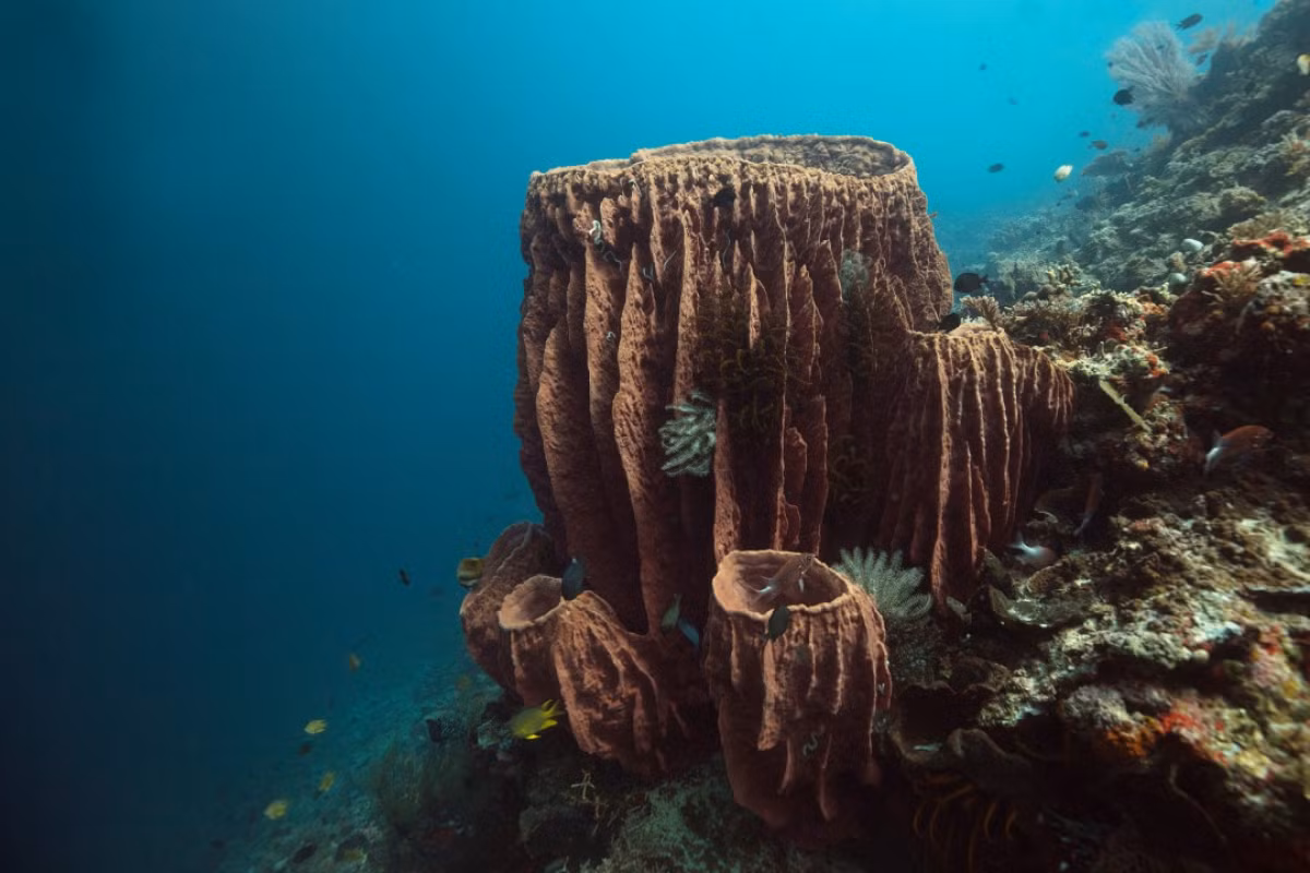 Trong khi về lý thuyết, bọt biển là động vật thì chúng là loài động vật rất đơn giản và có nhiều điểm chung với thực vật hơn so với các loài động vật khác. Loài bọt biển lớn nhất là bọt biển thùng. Chúng có thể cao tới 2 mét.