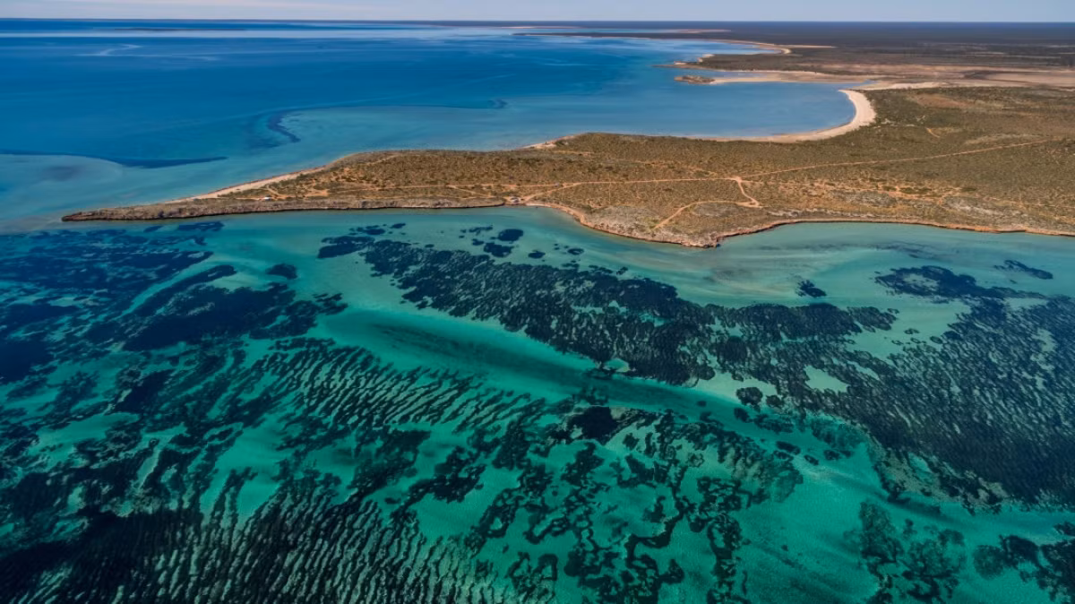 Nằm ở bờ biển Tây Australia tại Vịnh Cá Mập là một trong những sinh vật dưới nước lớn nhất Trái Đất. Đó là cánh đồng cỏ biển khổng lồ nhưng thực ra chỉ là một sinh vật đơn lẻ.