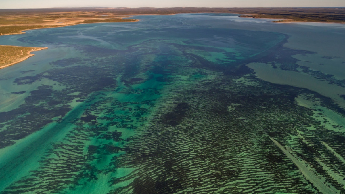 Cánh đồng cỏ ở Vịnh Cá Mập trải rộng trên 4.000 km2 ngoài khơi bờ biển Australia.