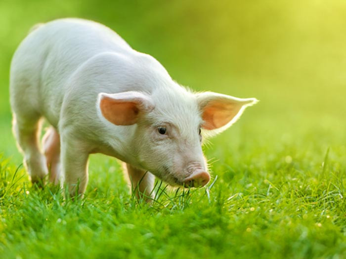 Ngoài ra, những người tuổi Hợi nếu như đang làm kinh doanh cũng cần chú ý hơn khi các cơ hội đầu tư, hợp tác làm ăn đến với mình. 