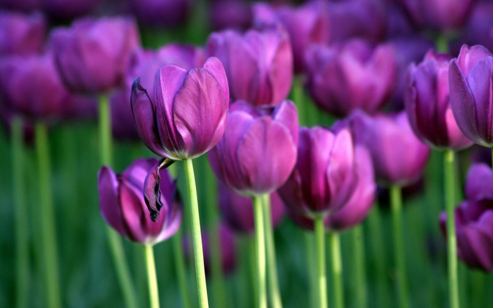 3 thang toi, 3 con giap thuan buom xuoi gio, kiem tien de dang-Hinh-2