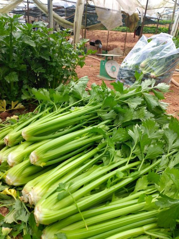 Mua he gap 3 loai rau nay mua ngay, giup thai doc, thanh nhiet-Hinh-5