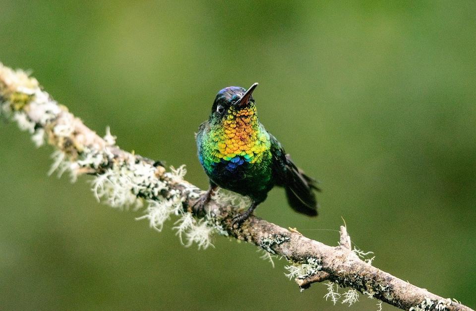 4 con giáp đón mùa hè "mát rười rượi", quý nhân giúp đỡ - Hình 3 4 con giap don mua he