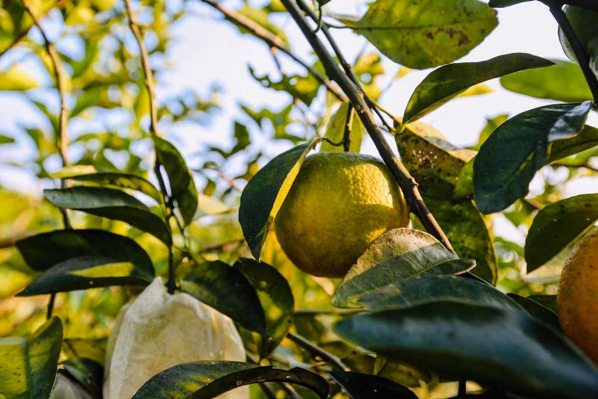 Tại các đồi núi, cam được người dân trồng theo từng vùng. Cây cam được xem là cây ăn quả phát triển chủ lực của huyện Vũ Quang, được trồng nhiều ở các xã Quang Thọ, Thọ Điền, Hương Minh...