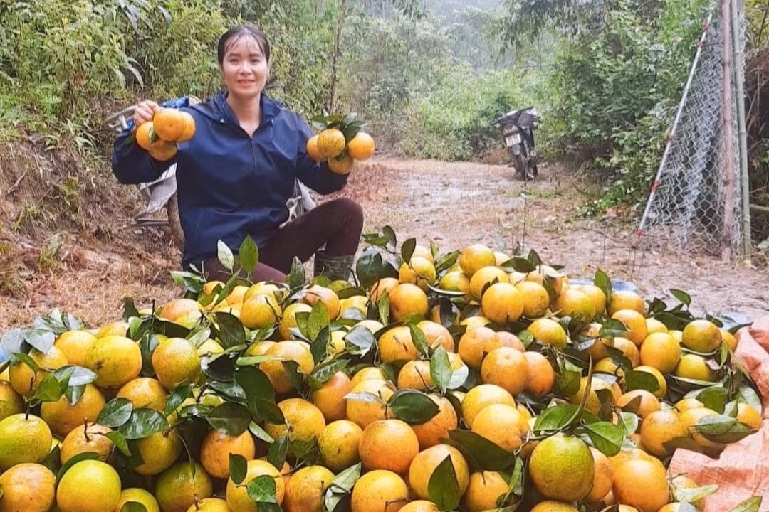 Cùng với việc sản phẩm đã tiếp cận một số thị trường lớn như: Hà Nội, TP Hồ Chí Minh, Đà Nẵng… nên sức tiêu thụ được mở rộng, giá cam tăng cao hơn so với các năm trước. Trong ảnh: tiểu thương thu mua cam tại vườn.