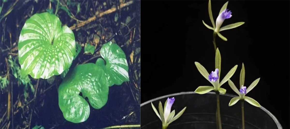 Loai cay cuc quy hiem, kho tim tren the gioi co tai Viet Nam